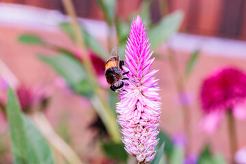 Silver cock's comb flowers blooming in the garden with a bee.