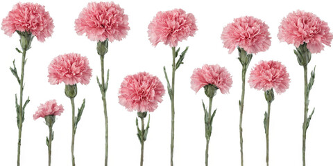 Group nine pink carnations arranged row transparent background a collection of grunge