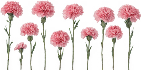 Group nine pink carnations arranged row transparent background a collection of grunge