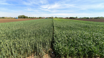 Obraz premium wheat and barley filed in bright spring day in Vojvodina
