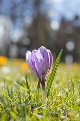 purple crocus flowers