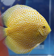 gelber_diskusfisch_im_aquarium_