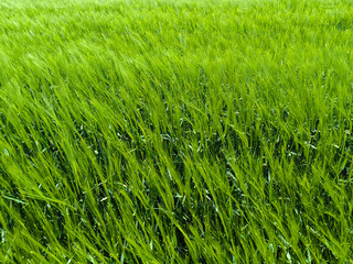 Obraz premium wheat and barley filed in bright spring day in Vojvodina