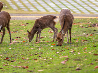 草を食べる奈良公園の鹿