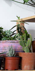 Close up of potted cactuses and succulents. Concept of botany, home interior, succulents and cactaceae growth
