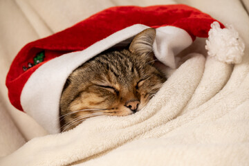 Sleepy cat in Santa Claus hat wrapped in a soft white warm blanket
