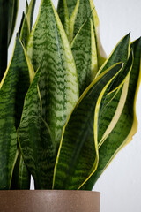 Evergreen potted sanseveria plant, interior design, space for text
