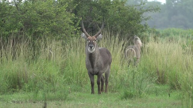 A majestic male waterbuck stands tall in the rain, his shaggy coat glistening as droplets cascade off his curved horns. The stormy backdrop highlights his resilience in the wild's embrace.