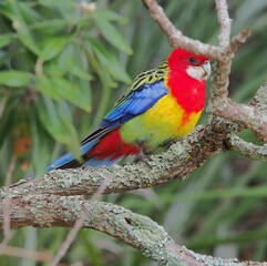 Fototapeta premium Eastern Rosella on a branch