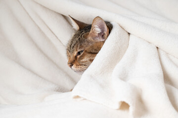 Sleepy cat wrapped in a soft white warm blanket
