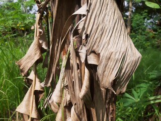 Close up of dried banana leaves in the garden