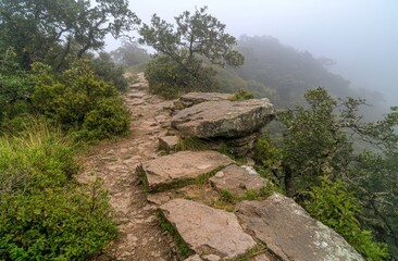 A natural expanse of pine trees and moss-covered stones in the wilderness.