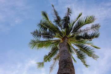 Selective focus of palmyra palm or coconut trees with blue sky, Palmyra palms are economically useful and widely cultivated, especially in South Asia and Southeast Asia, Thailand, Nature background. 