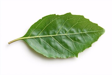 Obraz premium Fresh Green Leaf Isolated on White Background, Perfect for Natural Food Illustrations, Healthy Living Concepts, and Botanical Studies