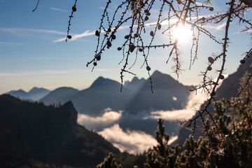 Hanging tree branch looking at majestic mountain peaks of Karawanks shrouded in mist seen from Loibl Pass, border Slovenia Austria. Alpine landscape bathed in soft light of dawn. Morning peace in Alps