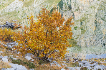 herbstlich verfärbter Baum am Ufer, Buni i Jezerces, Prokletije Berge, Albanien, Europa