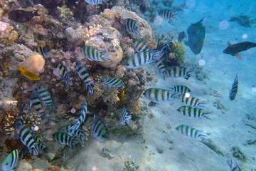 Indo-Pacific sergeant (Abudefduf vaigiensis), Sergeant major, Red Sea