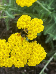 bee on yellow flower