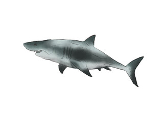 Obraz premium Illustration of an Mako Shark Watercolor Fish