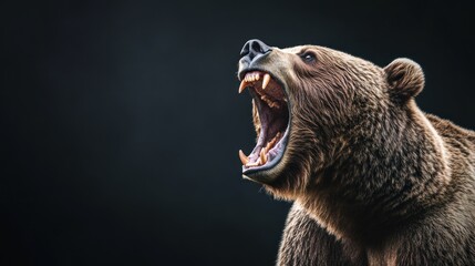 Obraz premium Grizzly Bear Roaring, Wildlife Photography