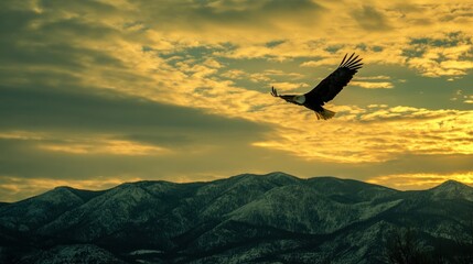 Fototapeta premium Majestic Eagle Soaring Above the Golden Mountains at Sunset