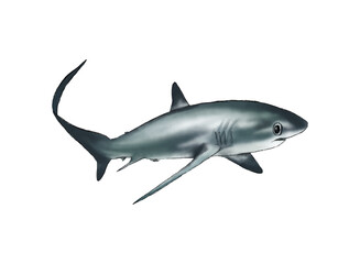 Obraz premium Illustration of an Thresher Shark Watercolor Fish
