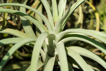 Obraz premium Tillandsia, air plant, macro shot photo