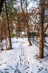 A serene winter landscape featuring a snow-covered path winding through a cluster of trees. The footprints in the snow create a sense of movement, while the surrounding trees and fence add depth 