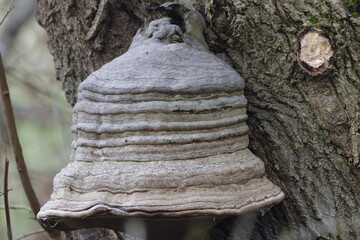 mushroom on tree
