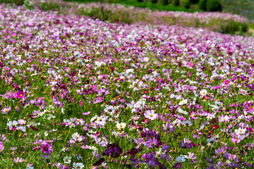 cosmos flowers in the field