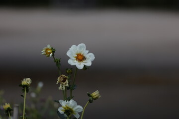 daisy flower