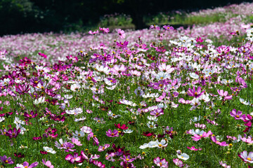 Obraz premium cosmos flowers in the field