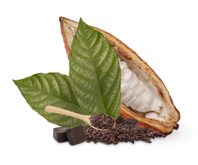 Fresh cocoa bean is processed into chocolate bars or concentrated cocoa isolated on transparent background. (.PNG)