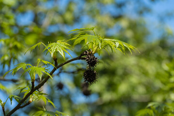 American sweet gum (amber tree) against blurred backdrop of greenery. Young green leaves and spiky balls of seeds of Liquidambar styraciflua tree. Close-up. Nature concept for design