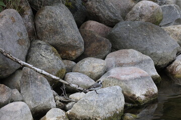 stones
