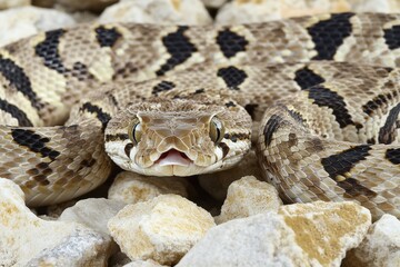 Obraz premium Potrait Trimeresurus erythrurus, commonly known as the red-tailed bamboo pit viper on a tree. Beautiful simple AI generated image