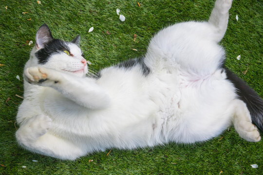 Upside down, a black and white cat being playful rolling on grass