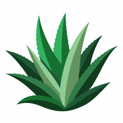 aloe Vera plant vector white background