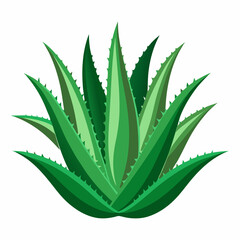 Obraz premium aloe Vera plant vector white background