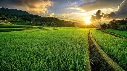 Obraz premium Serene morning view of extensive rice fields.