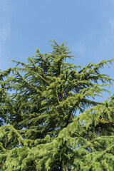 Beautiful climbing branches of Himalayan cedar (Cedrus Deodara, Deodar) growing in resort town in pedestrian area. Blurred background. Selective focus. Resort town in Adler. Nature concept for design