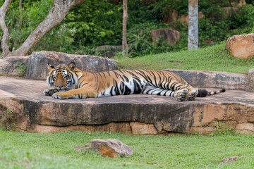 Close-up of an angry tiger face isolated. Head front view. Generative AI. Beautiful simple AI generated image