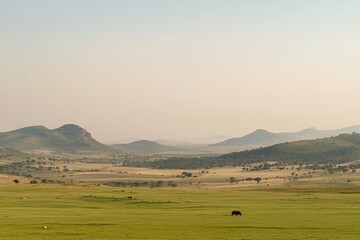 Obraz premium Close-up of tiger in lush green jungle with sharp gaze. Beautiful simple AI generated image