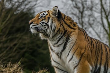 Obraz premium Close-up shot of a tiger's face on a white background. Beautiful simple AI generated image