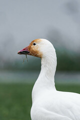 Snow goose (Anser caerulescens) on some grass