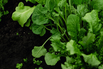 Fototapeta premium Close-up of organic vegetables growing in a garden bed, rich dark soil with visible moisture, vibrant green leaves