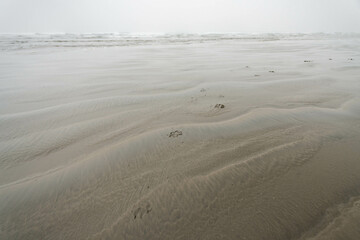 Dog paw prints at Chesterman beach all foggy on a moody, cloudy day. Near Tofino, Vancouver Island, British Columbia, Canada