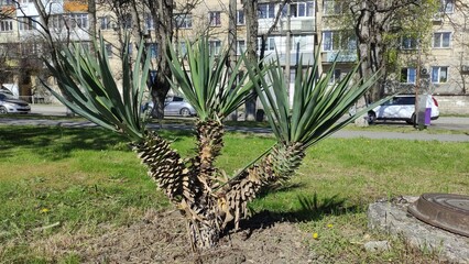 Palm tree in the park