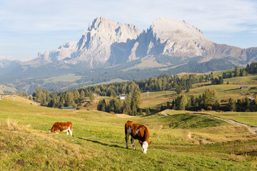 Fototapeta premium Cows grazing in Seiser Alm - Dolomite plateau and the largest high-elevation Alpine meadow in Europe, Italy