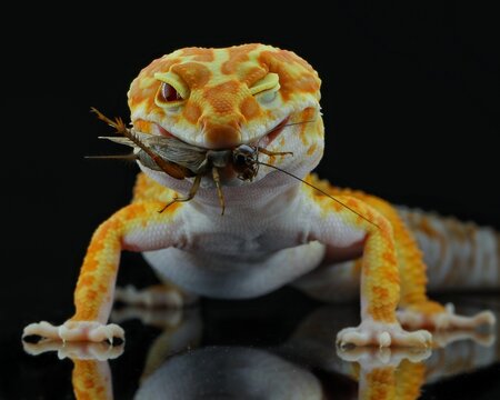 potrait close-up  eating cute leopard gecko on black background